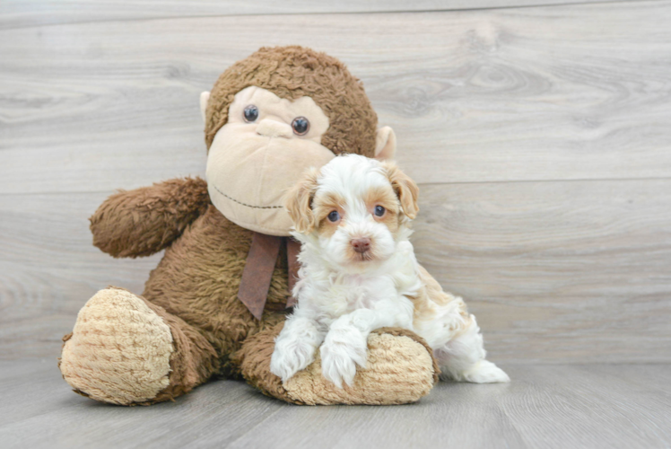 Meet Pecan - our Cockapoo Puppy Photo 1/3 - Puppy Love PR Cockapoo Puppy for Adoption