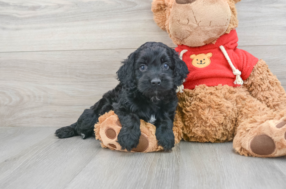 6 week old Cockapoo Puppy For Sale - Puppy Love PR