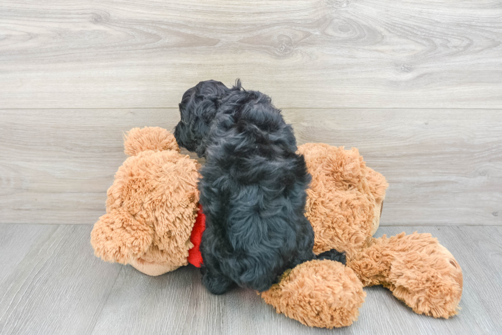 Best Cockapoo Baby