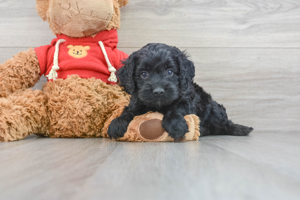 Best Cockapoo Baby