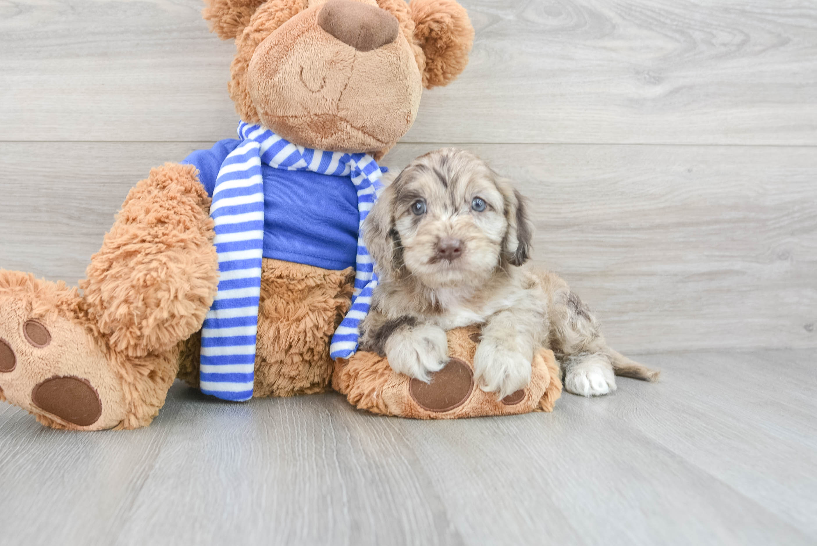 Cockapoo best sale baby puppies