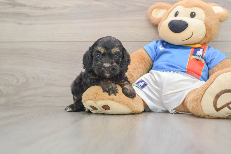 Best Cockapoo Baby