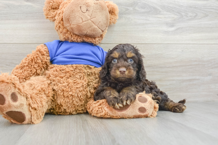 Meet Phillip - our Cockapoo Puppy Photo 1/3 - Puppy Love PR Best Cockapoo Baby