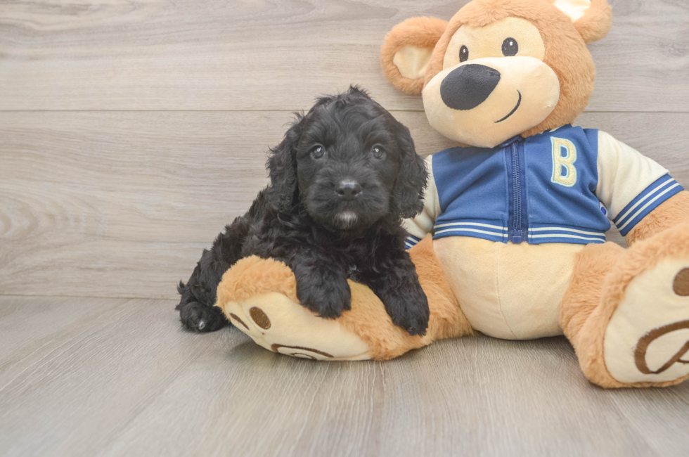 5 week old Cockapoo Puppy For Sale - Puppy Love PR