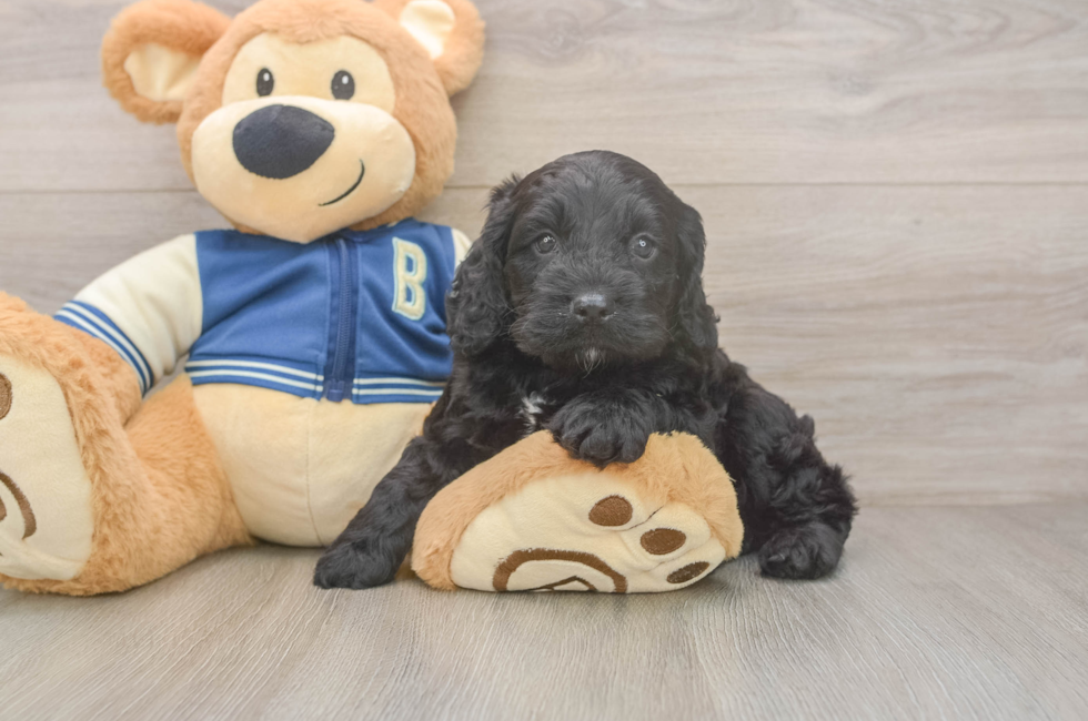 5 week old Cockapoo Puppy For Sale - Puppy Love PR