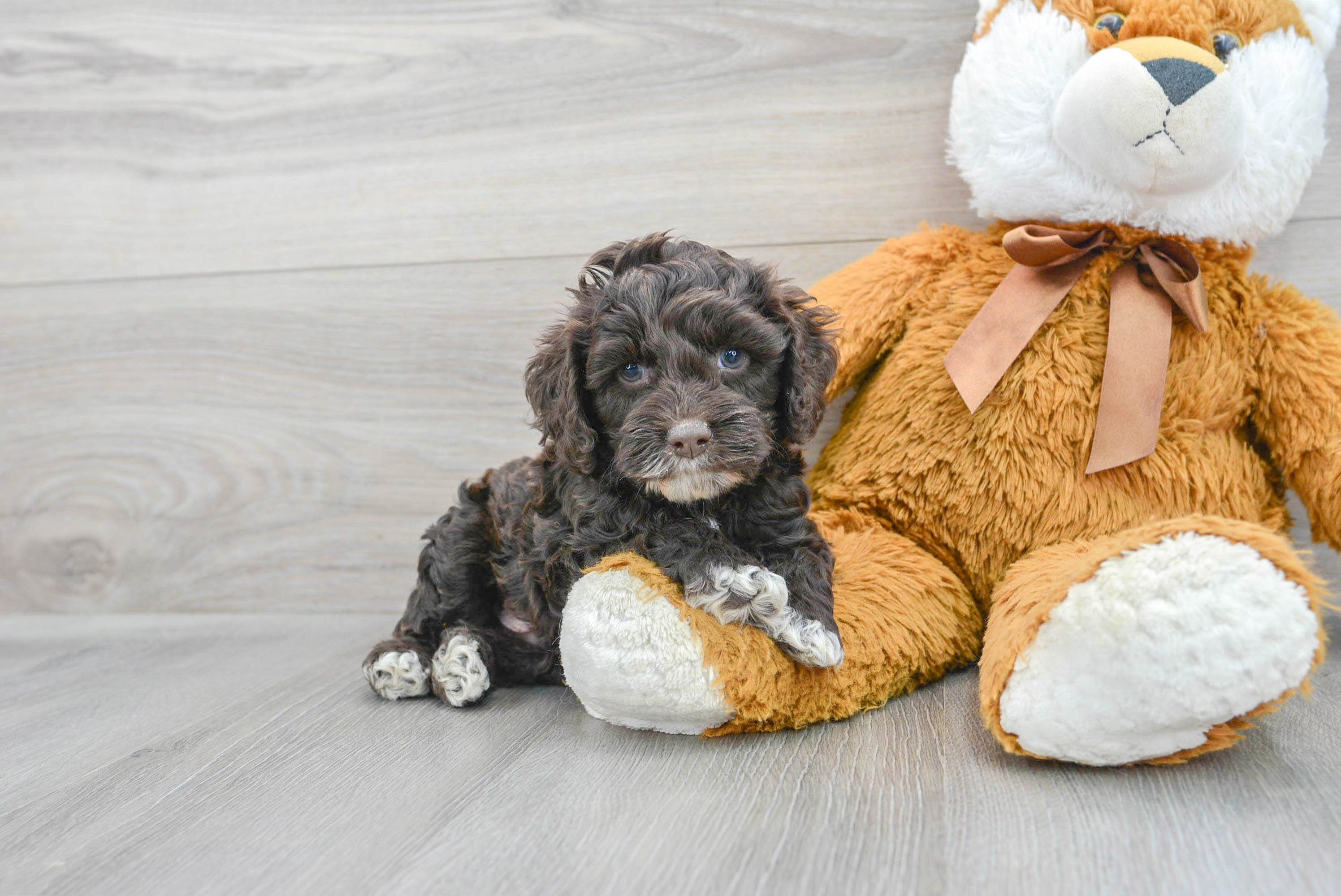 Funny Cockapoo Poodle Mix Pup