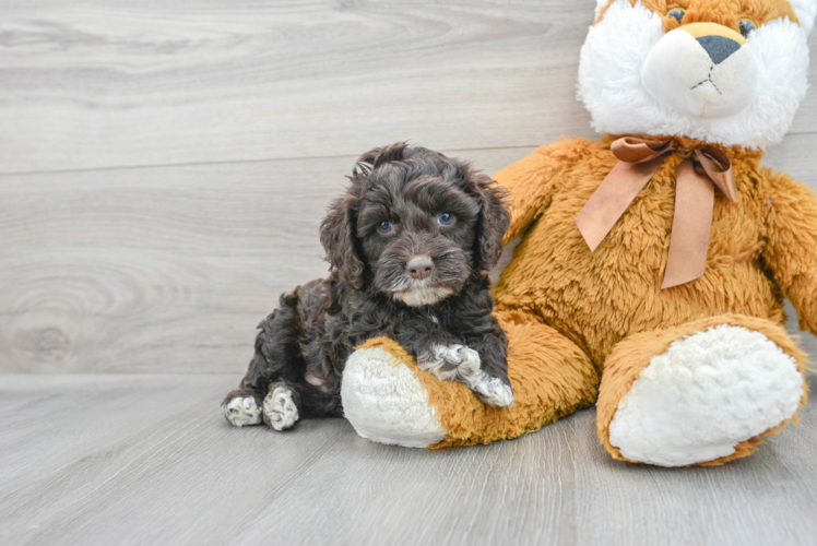 Funny Cockapoo Poodle Mix Pup