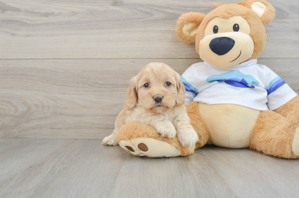 5 week old Cockapoo Puppy For Sale - Puppy Love PR