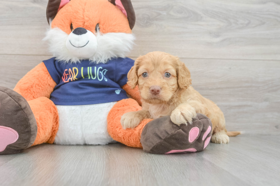 5 week old Cockapoo Puppy For Sale - Puppy Love PR