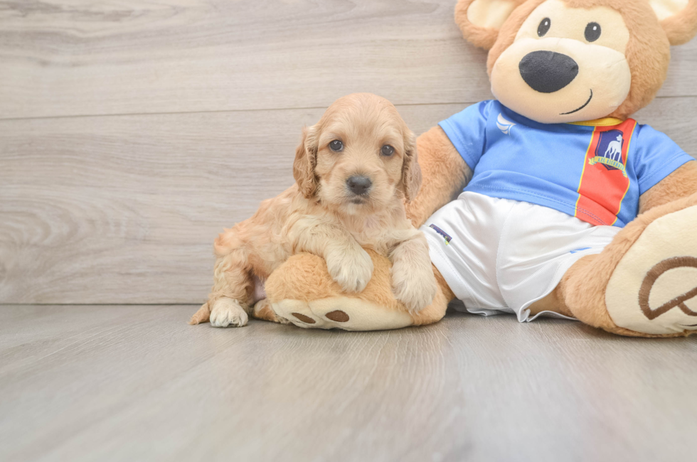 5 week old Cockapoo Puppy For Sale - Puppy Love PR