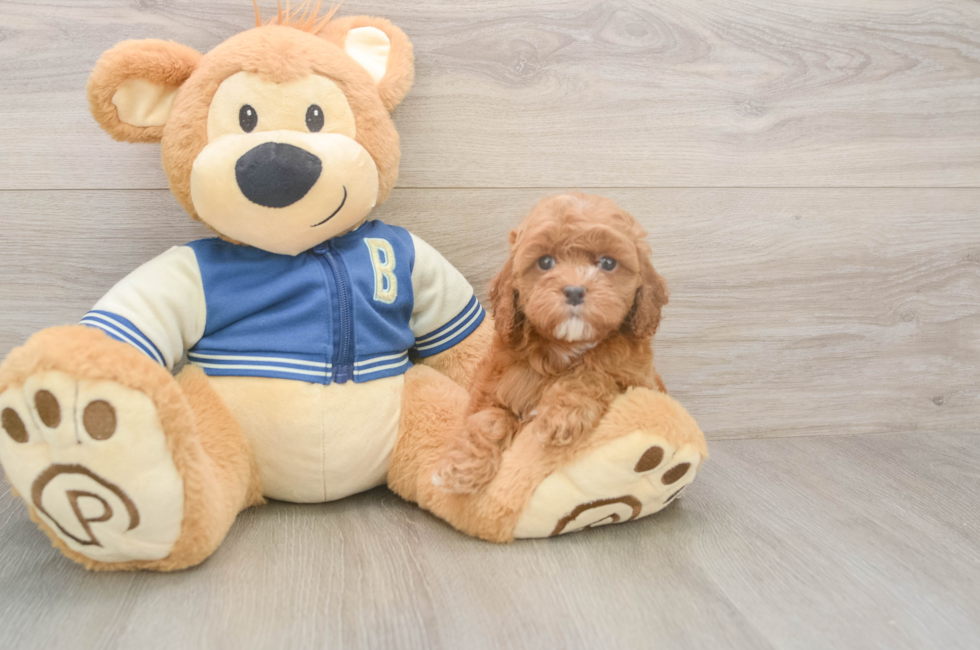 5 week old Cockapoo Puppy For Sale - Puppy Love PR