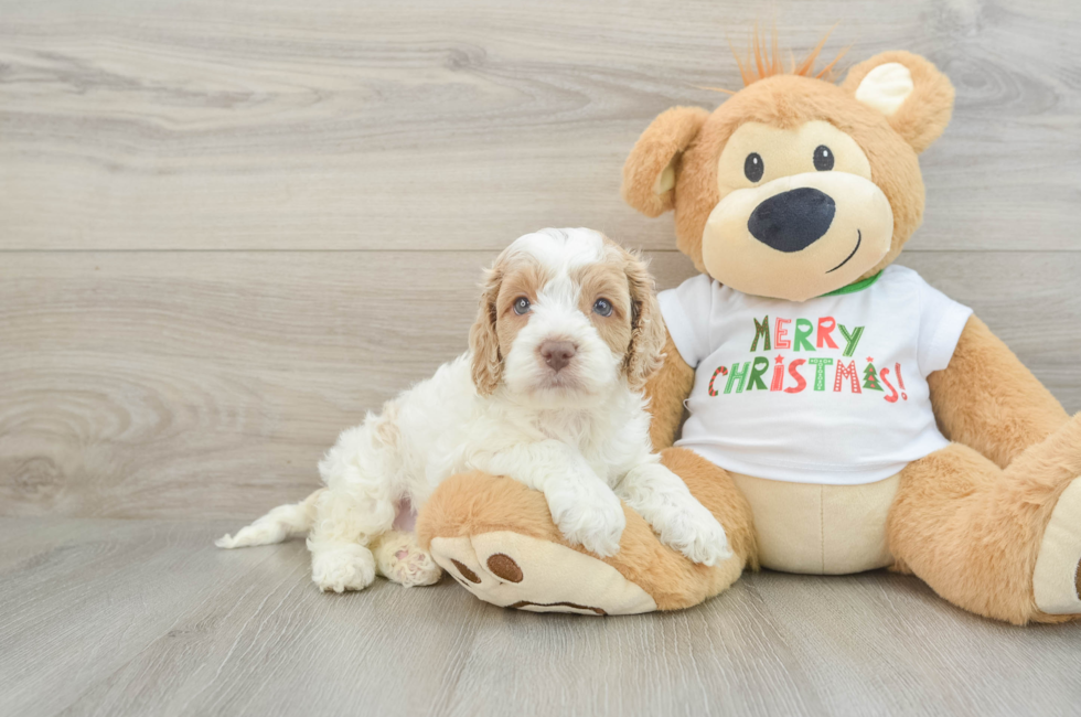 6 week old Cockapoo Puppy For Sale - Puppy Love PR