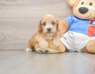 8 week old Cockapoo Puppy For Sale - Puppy Love PR