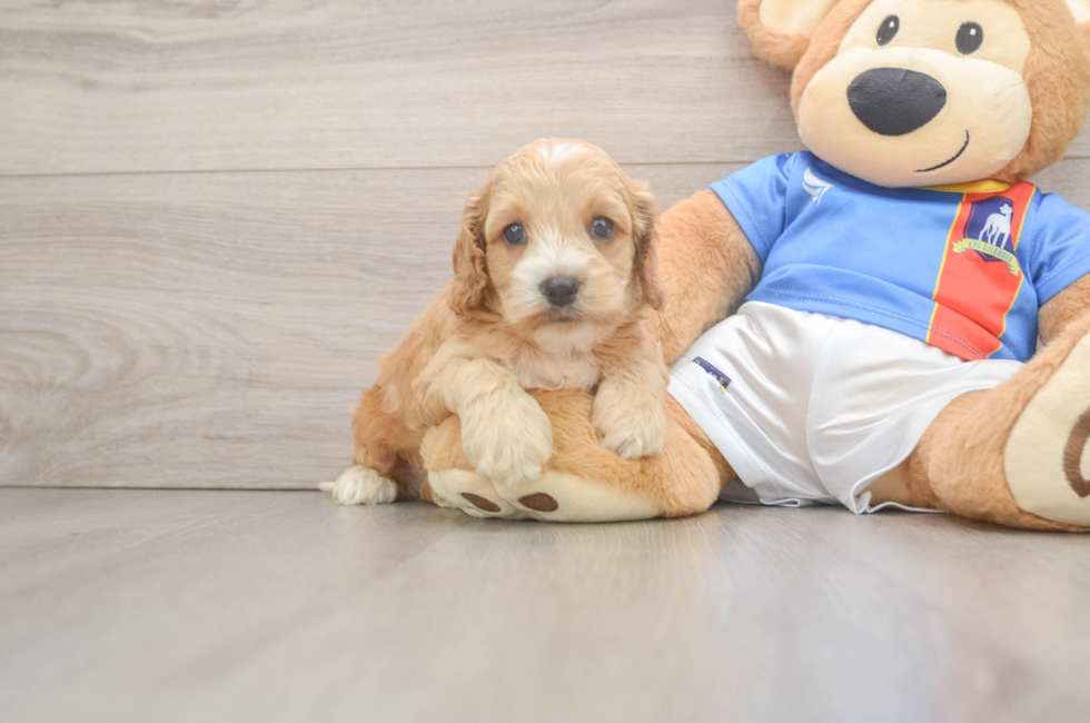 5 week old Cockapoo Puppy For Sale - Puppy Love PR