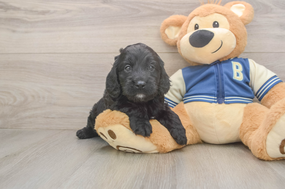 5 week old Cockapoo Puppy For Sale - Puppy Love PR