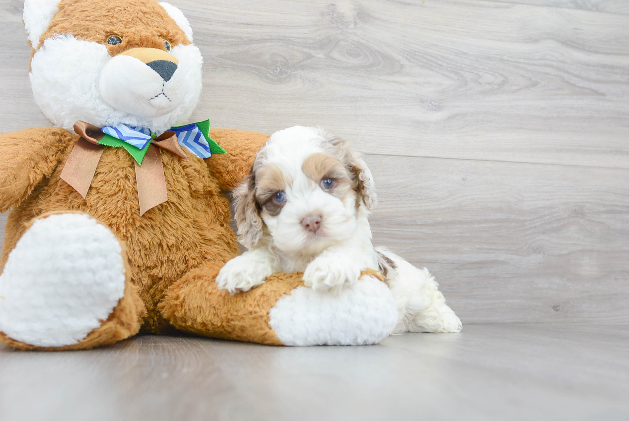 Cute Cockerpoo Poodle Mix Puppy