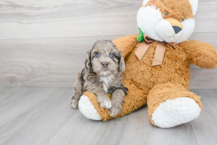 Cockapoo Pup Being Cute