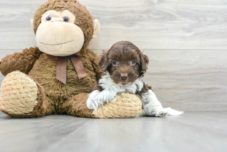 Smart Cockapoo Poodle Mix Pup