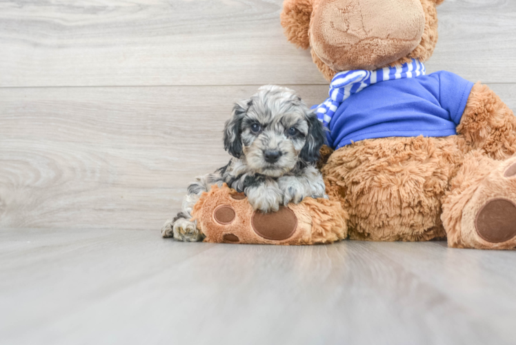Meet Presley - our Cockapoo Puppy Photo 1/3 - Puppy Love PR Playful Cockerpoo Poodle Mix Puppy