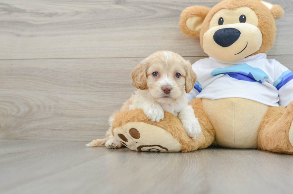 5 week old Cockapoo Puppy For Sale - Puppy Love PR