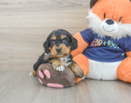 8 week old Cockapoo Puppy For Sale - Puppy Love PR
