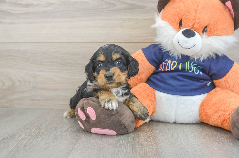 5 week old Cockapoo Puppy For Sale - Puppy Love PR
