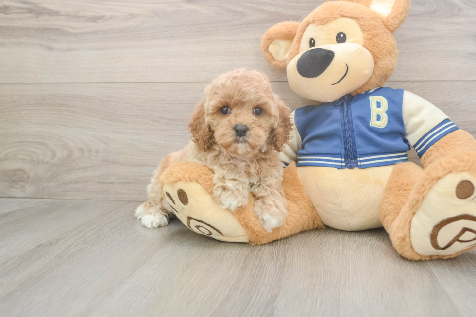 Hypoallergenic Cocker Doodle Poodle Mix Puppy