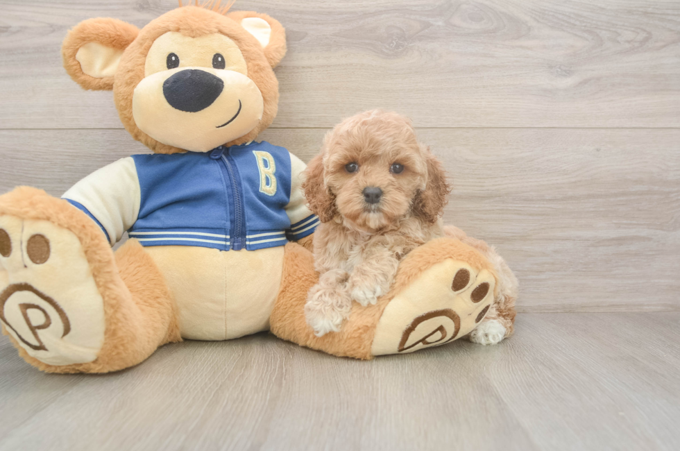 5 week old Cockapoo Puppy For Sale - Puppy Love PR