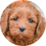 Cockapoo Puppies For Sale - Puppy Love PR
