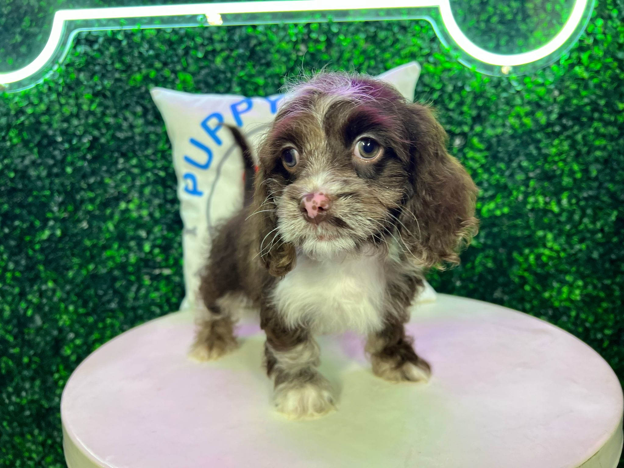 Cute Cockerpoo Poodle Mix Puppy