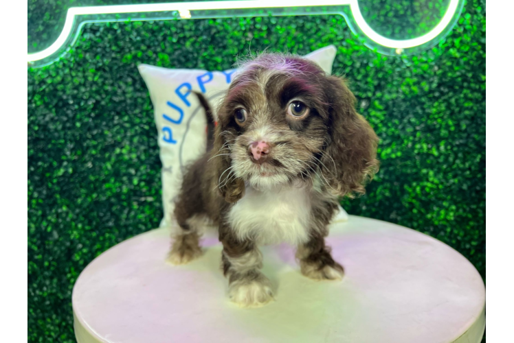 Meet Ravioli - our Cockapoo Puppy Photo 1/4 - Puppy Love PR Cute Cockerpoo Poodle Mix Puppy