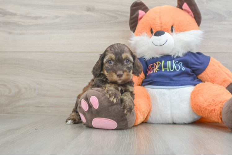 Small Cockapoo Baby
