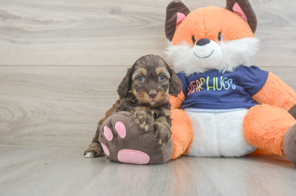 5 week old Cockapoo Puppy For Sale - Puppy Love PR