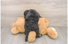 Little Cocker Doodle Poodle Mix Puppy