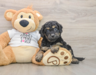 7 week old Cockapoo Puppy For Sale - Puppy Love PR