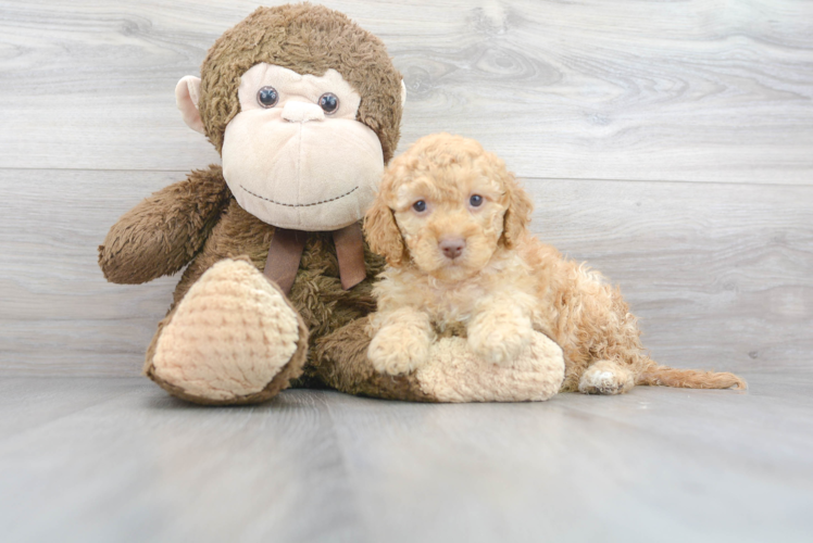 Meet Ravioli - our Cockapoo Puppy Photo 1/3 - Puppy Love PR Best Cockapoo Baby