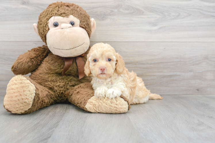 Cute Cockapoo Baby