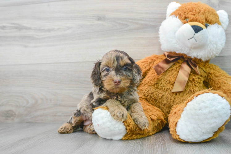 Meet Ravioli - our Cockapoo Puppy Photo 1/3 - Puppy Love PR Sweet Cockapoo Baby