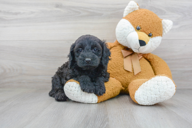 Cute Cockapoo Poodle Mix Pup