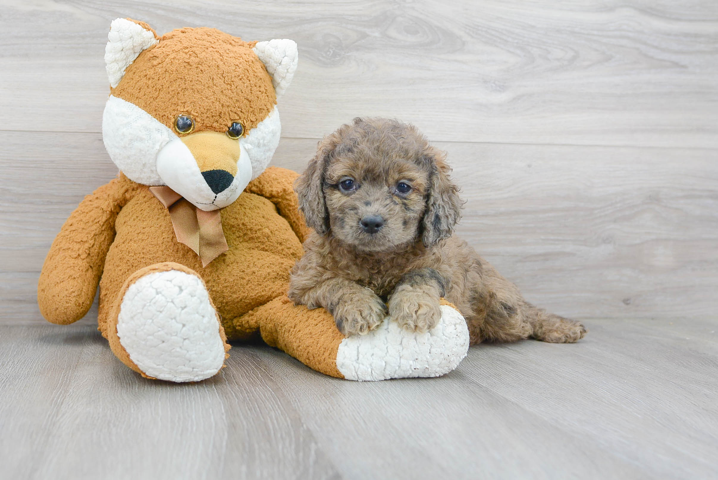 Cute Cockapoo Poodle Mix Pup