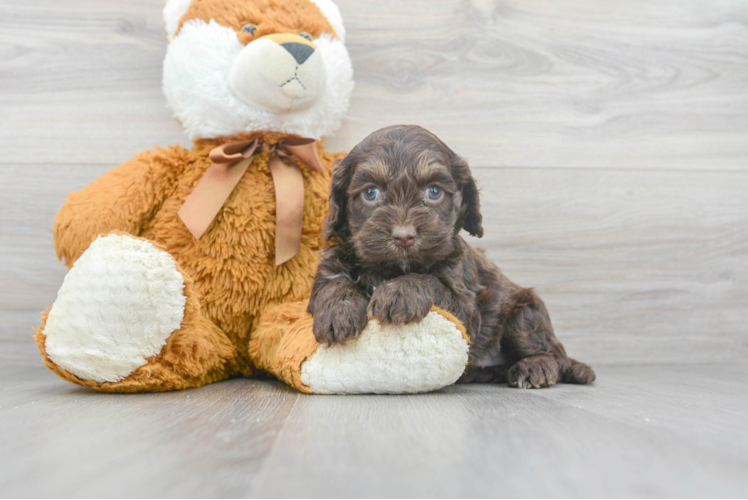 Playful Cockerpoo Poodle Mix Puppy