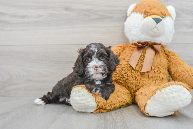 Playful Cockerpoo Poodle Mix Puppy