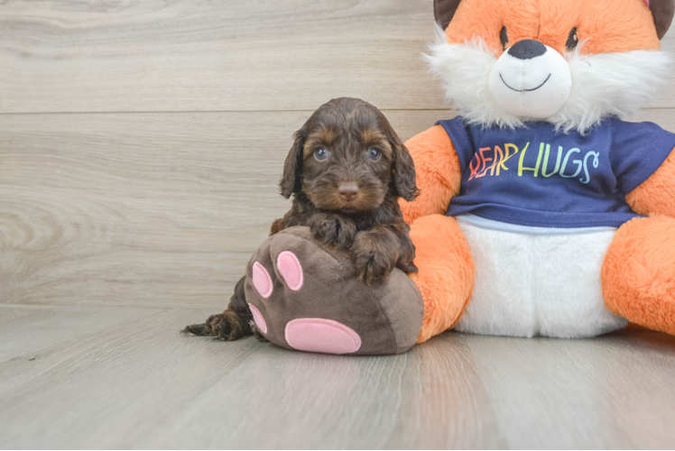 Popular Cockapoo Poodle Mix Pup
