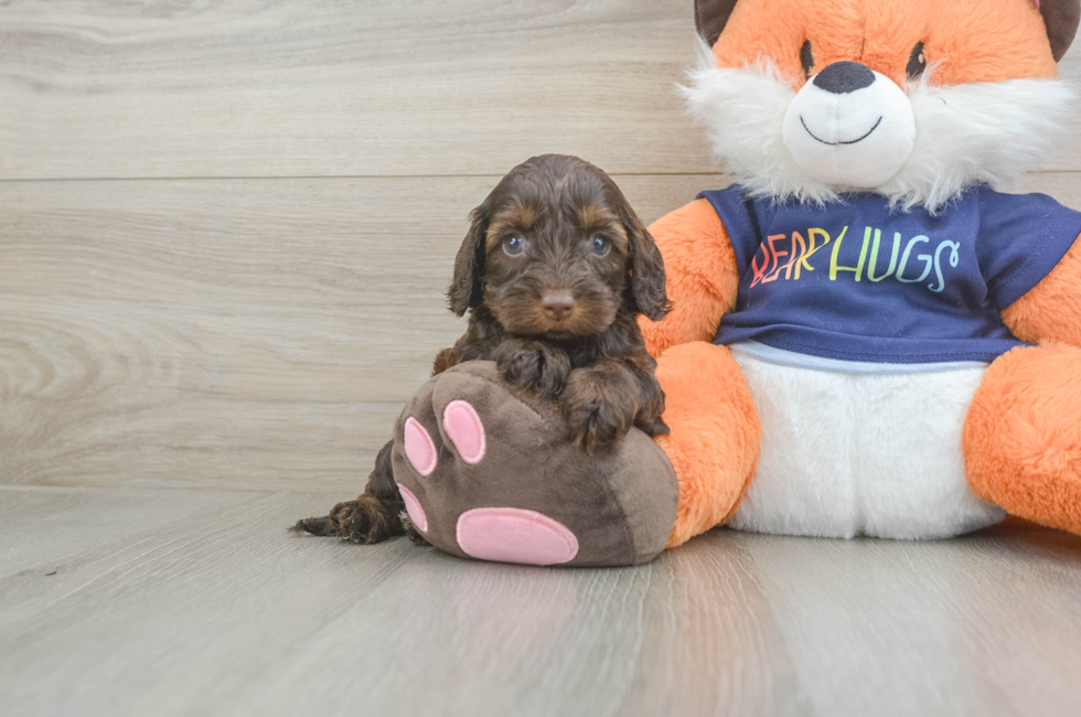 5 week old Cockapoo Puppy For Sale - Puppy Love PR