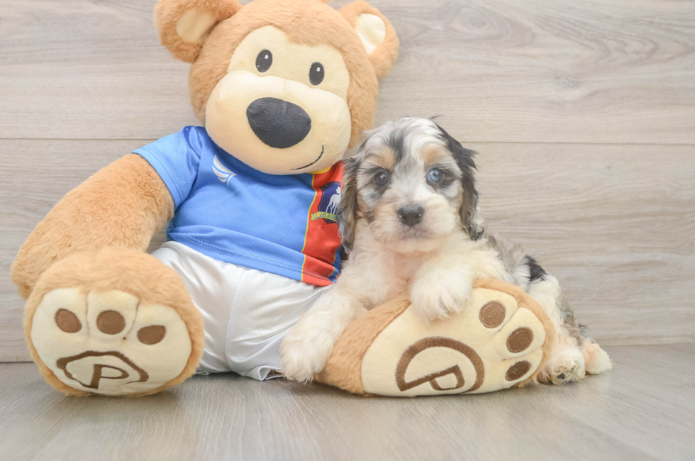 6 week old Cockapoo Puppy For Sale - Puppy Love PR