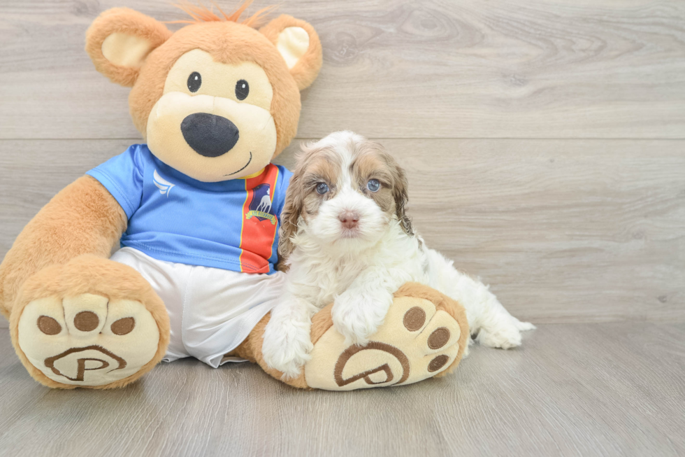 Small Cockapoo Baby