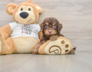 8 week old Cockapoo Puppy For Sale - Puppy Love PR