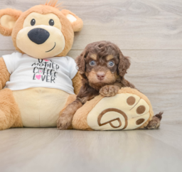 8 week old Cockapoo Puppy For Sale - Puppy Love PR
