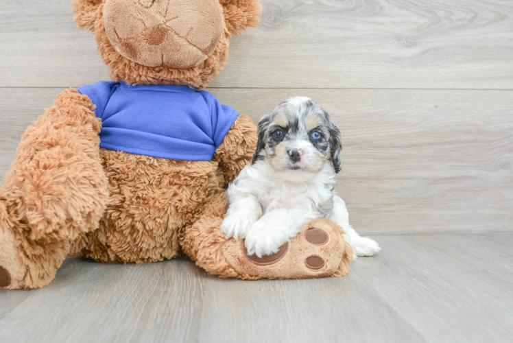 Meet Remedy - our Cockapoo Puppy Photo 1/3 - Puppy Love PR Best Cockapoo Baby