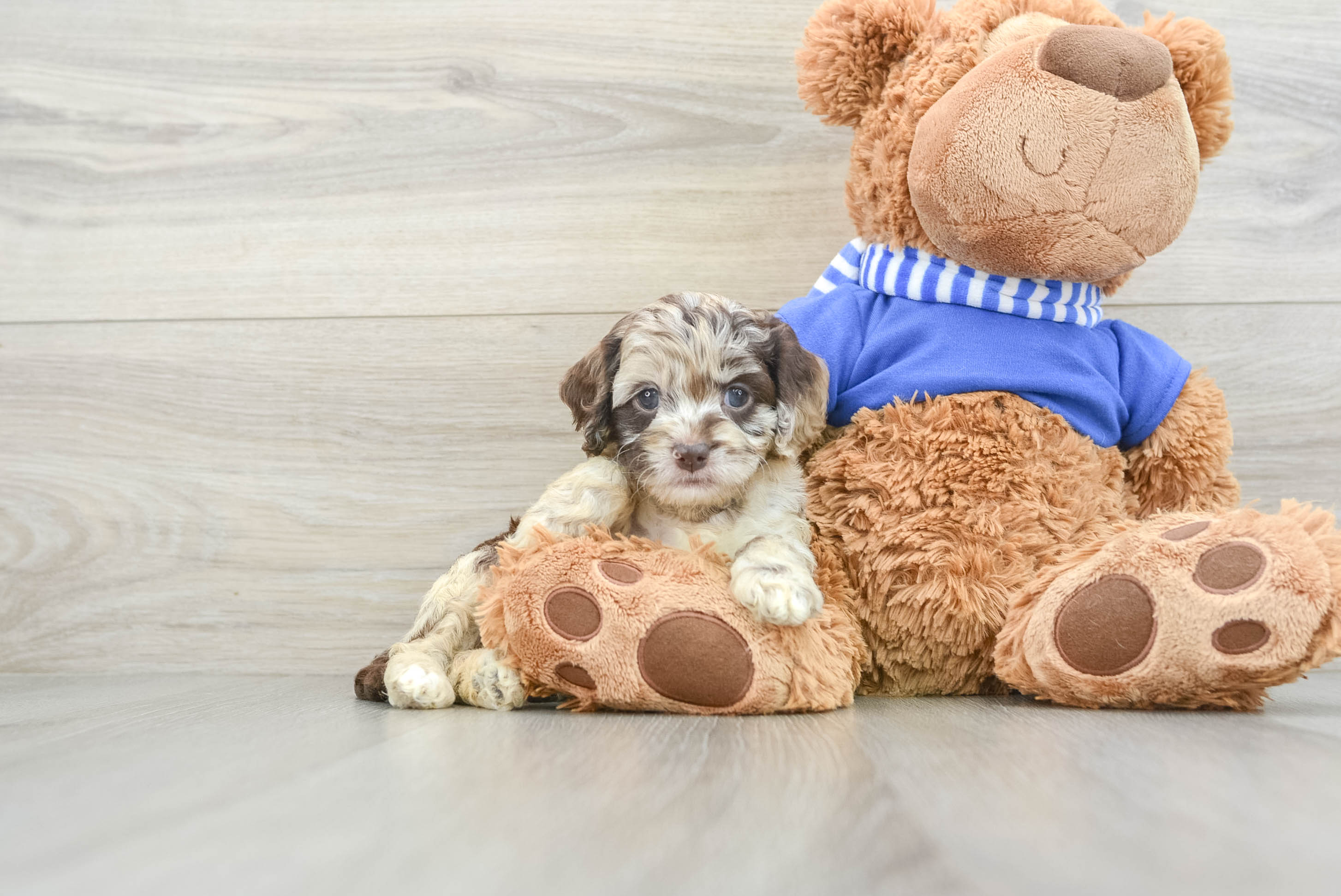 Adorable Cocker Doodle Poodle Mix Puppy